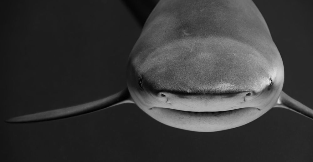 Close-up black and white portrait of a shark's face showing its distinctive snout and mouth in dramatic lighting.