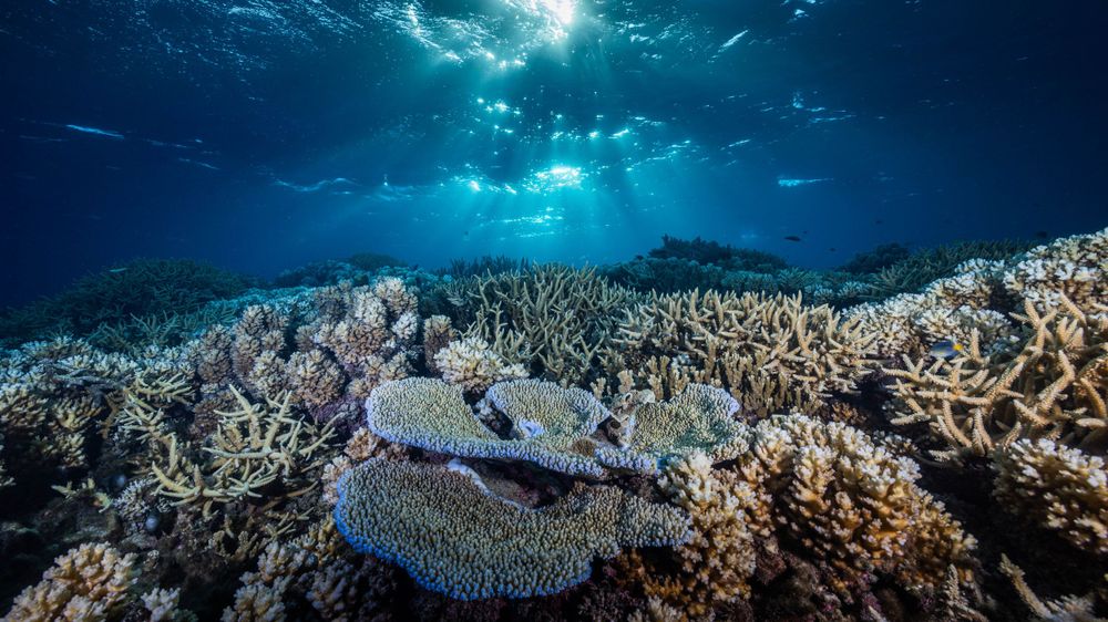 Vibrant coral reef ecosystem beneath sunlit turquoise waters with table corals stretching across the seabed.