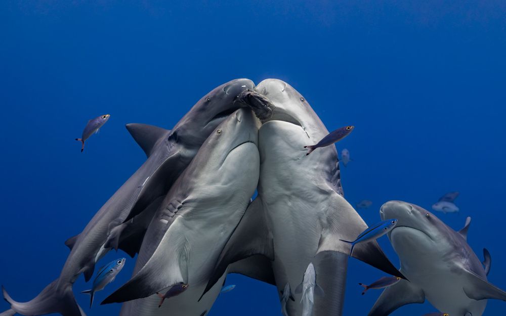 Bottlenose dolphins swim together in a group formation against deep blue ocean water as small fish swim nearby.