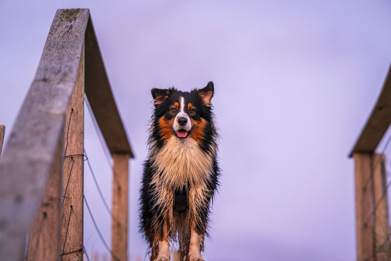 A Shetland sheepdog stands confidently on wooden steps against a purple sky at dusk.