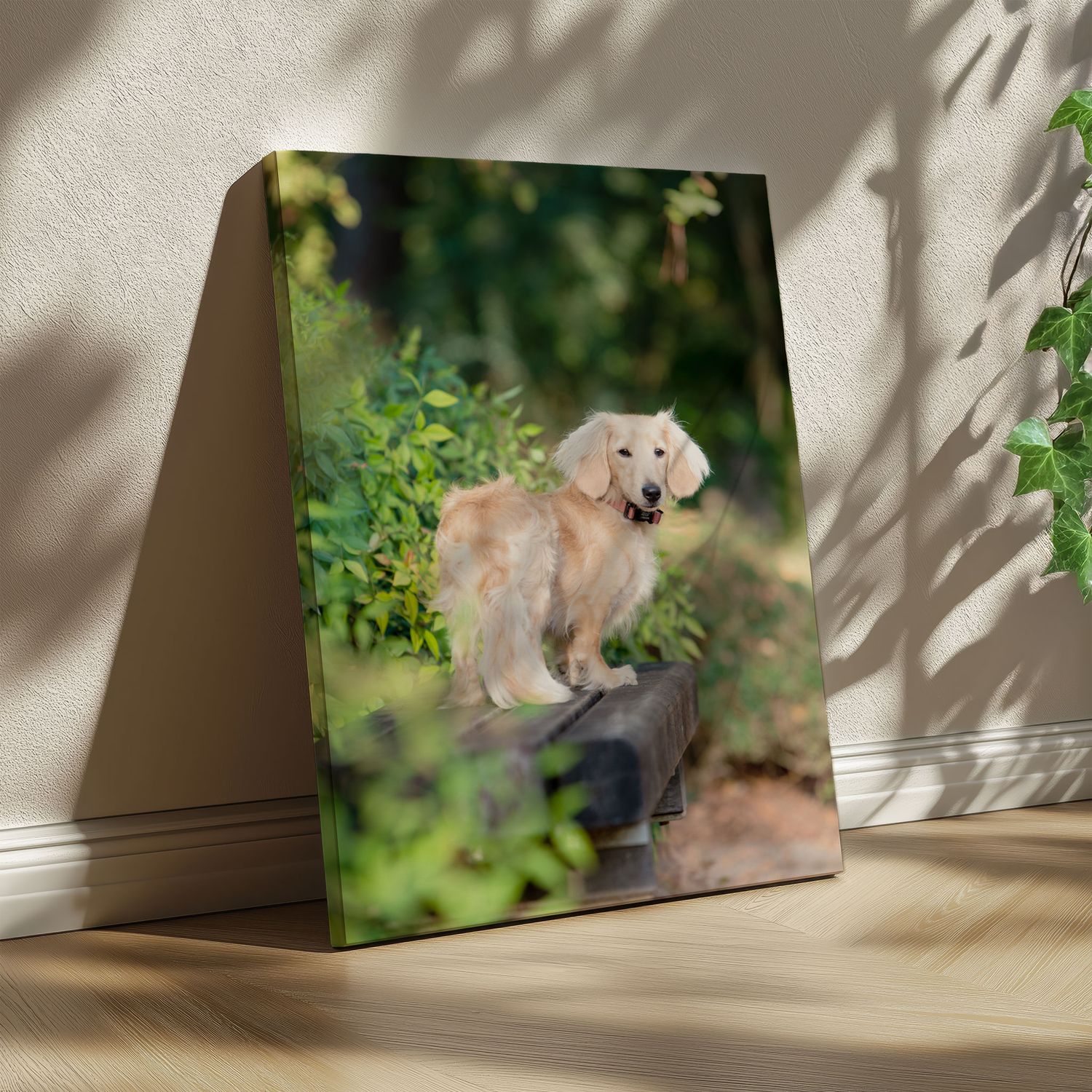 A blond long haired dachshund perched on a rock in a garden setting in Houston, displayed on a canvas leaning against a wall.