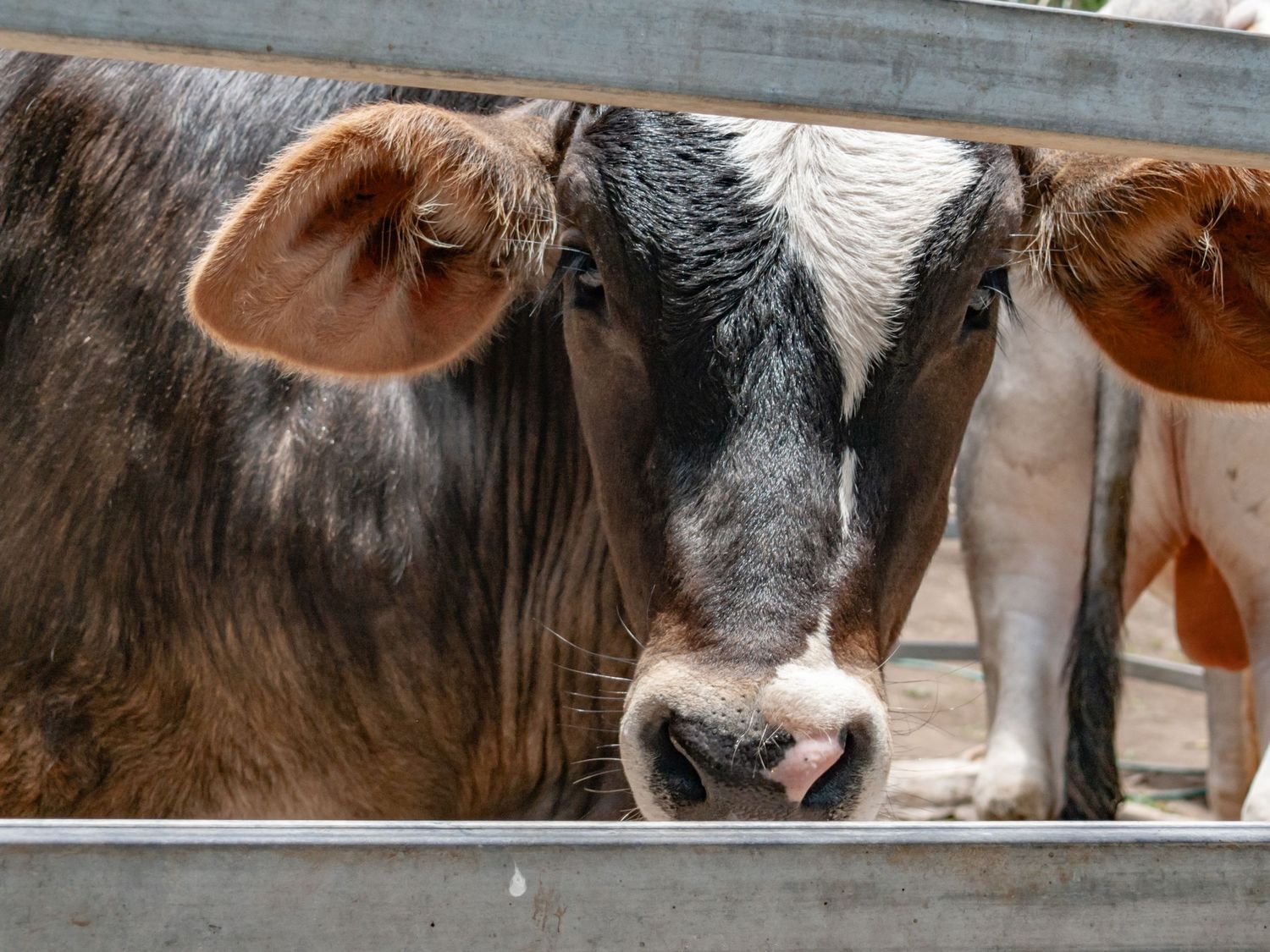 Close-up portrait of a brown and white dairy cow peering through a metal fence.