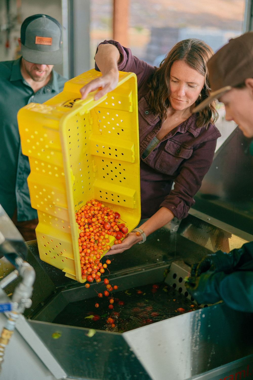 Workers pouring fresh orange cherry tomatoes from a yellow crate into a metal processing bin at a farm facility.