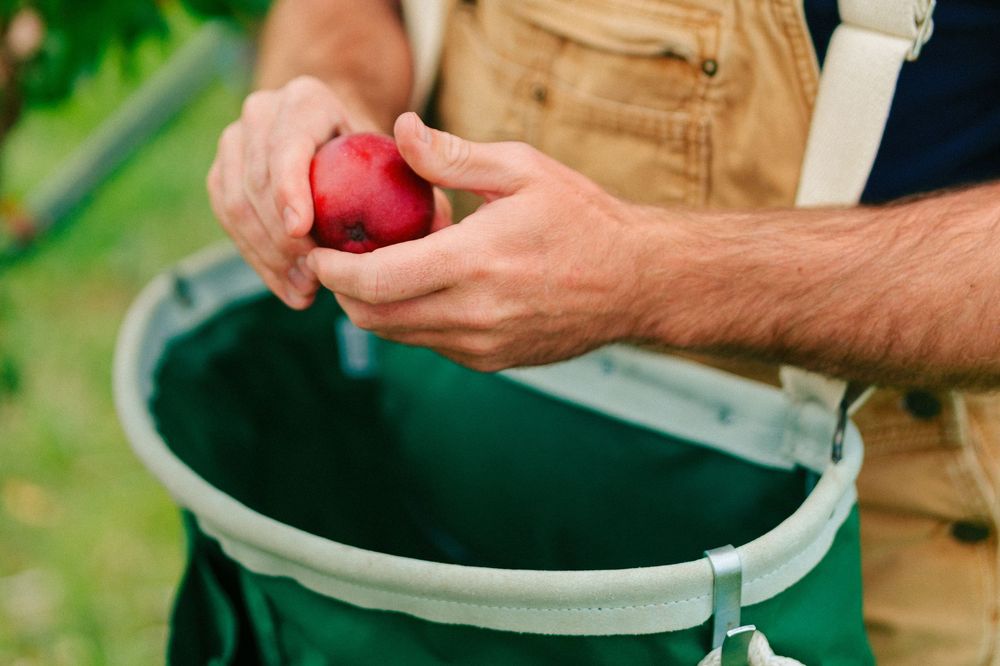 Farmer holding a fresh red apple over a picking bucket during harvest in an orchard.