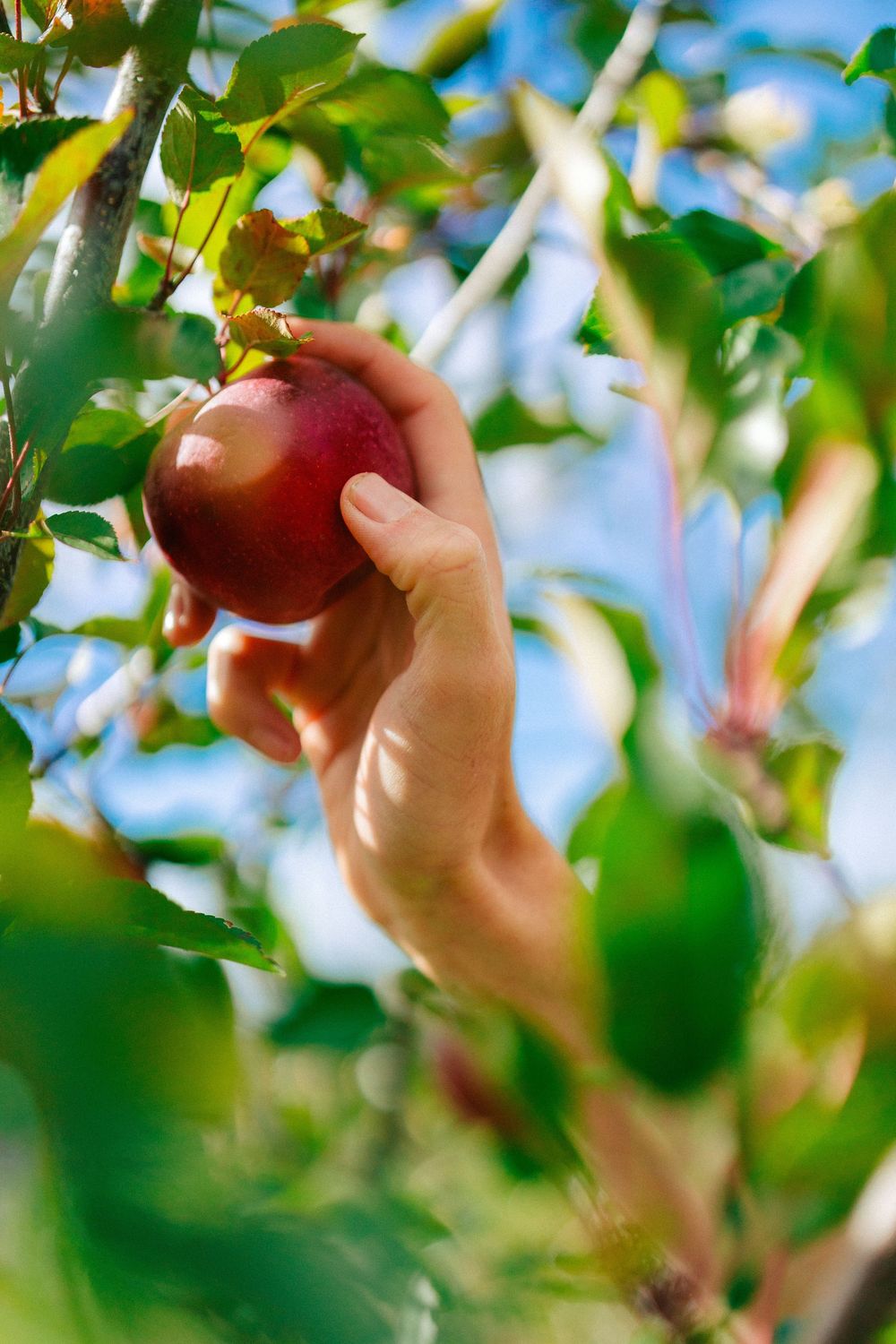 Hand picking a ripe red apple from a tree branch surrounded by green leaves and blue sky.
