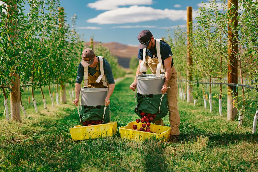 Two farm workers harvesting fresh red apples into yellow crates in a lush green orchard on a sunny day.