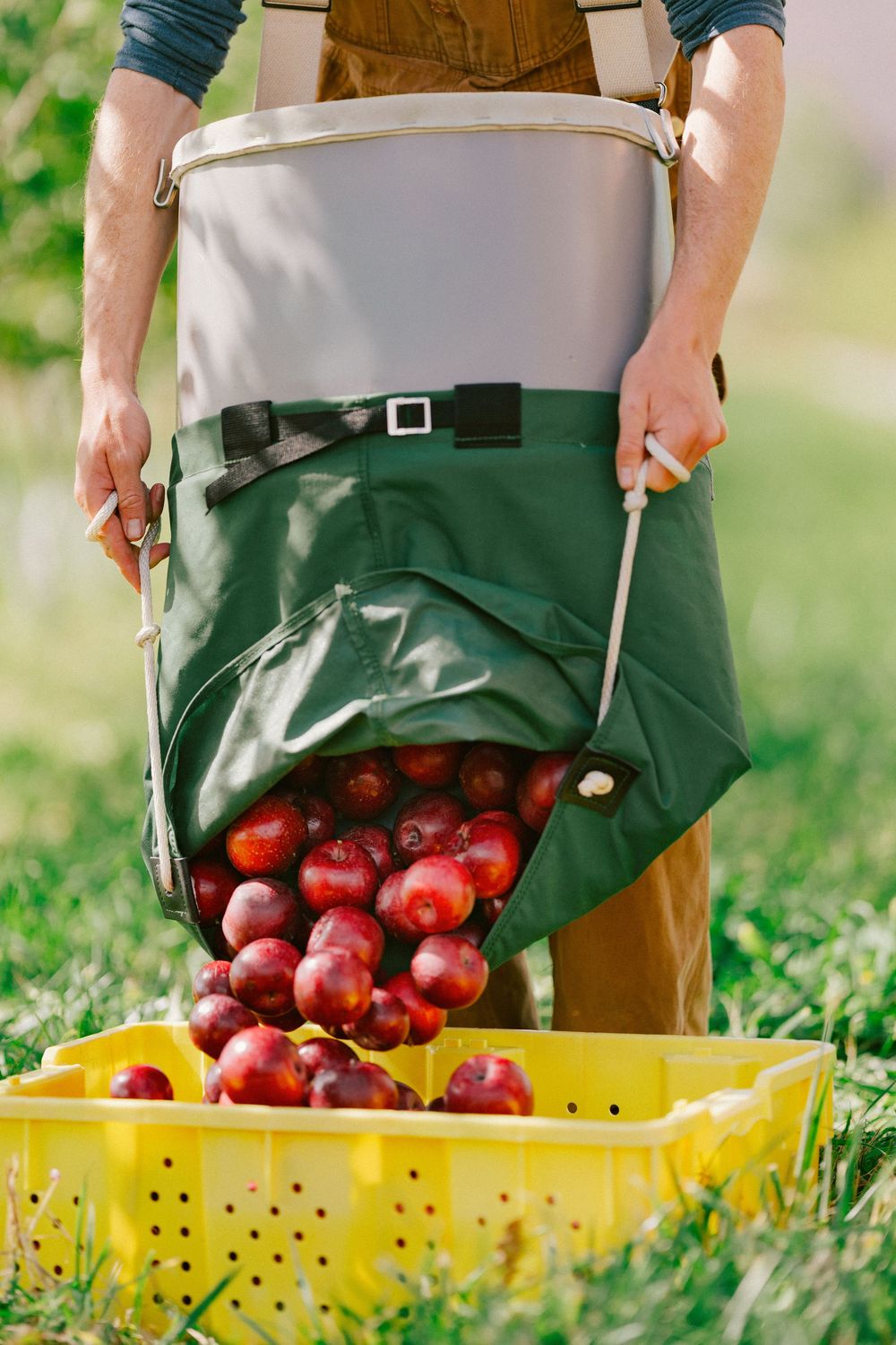 Farmer emptying a harvest bag of fresh red apples into a yellow plastic crate during apple picking season.