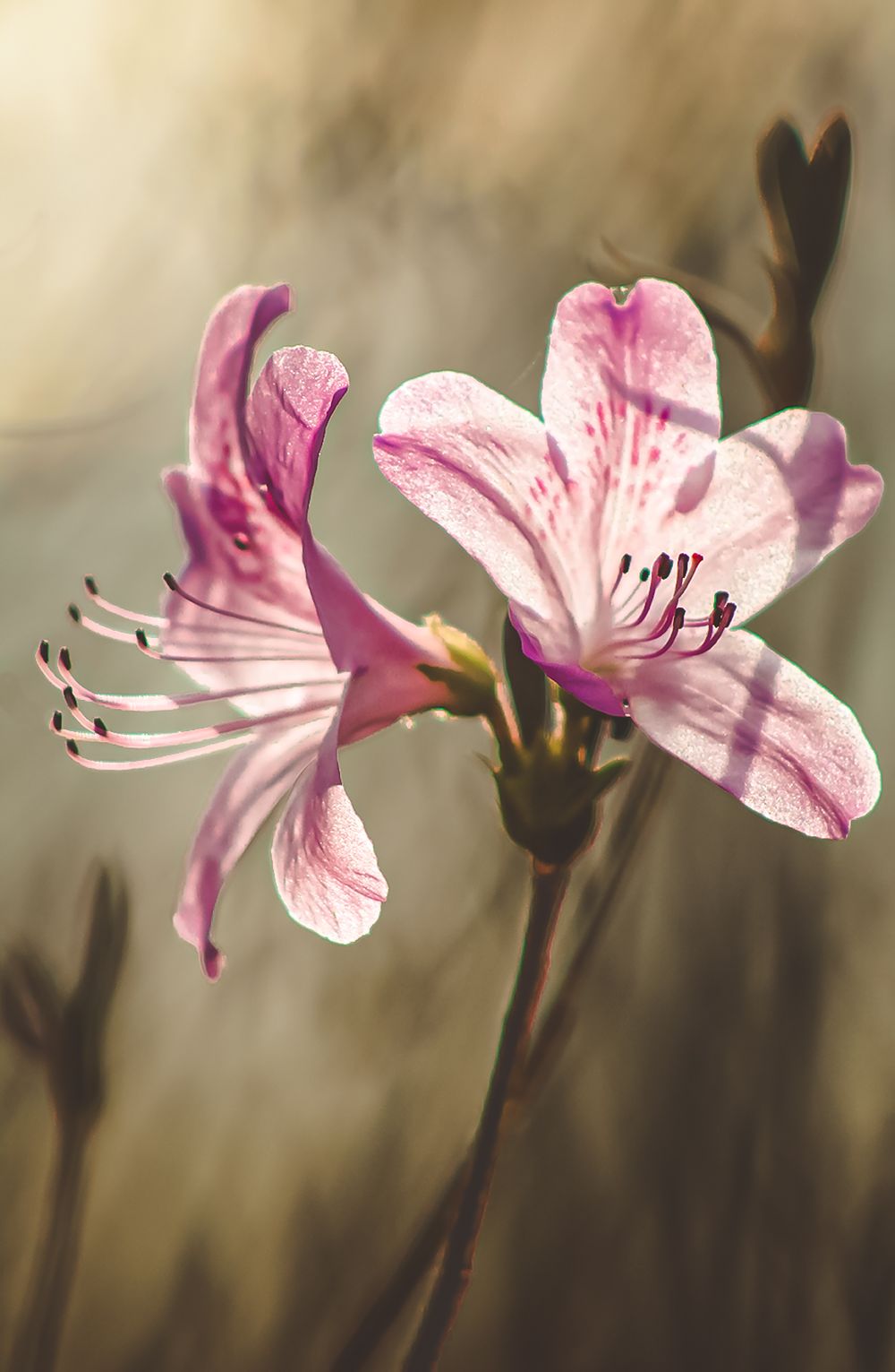 Close-up of delicate pink lily flowers with extended stamens against a blurred background.