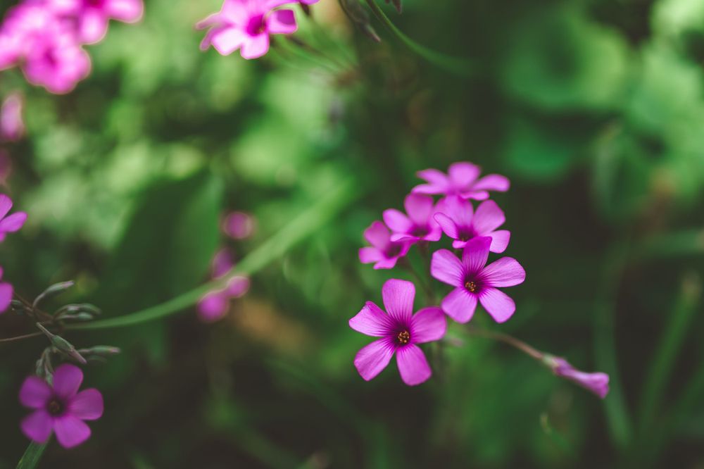 Delicate pink wildflowers bloom against soft green bokeh background.