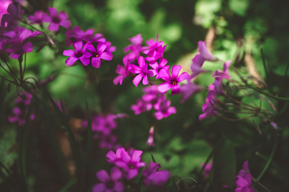 Delicate purple phlox flowers bloom against blurred green foliage in soft focus.