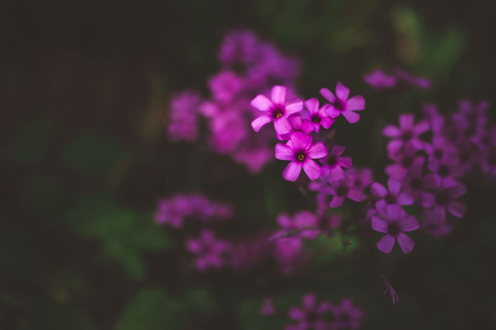 Vibrant magenta phlox flowers cluster together with a shallow depth of field effect.