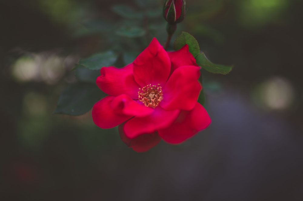 Single red rose with yellow stamens in sharp focus against dark background.