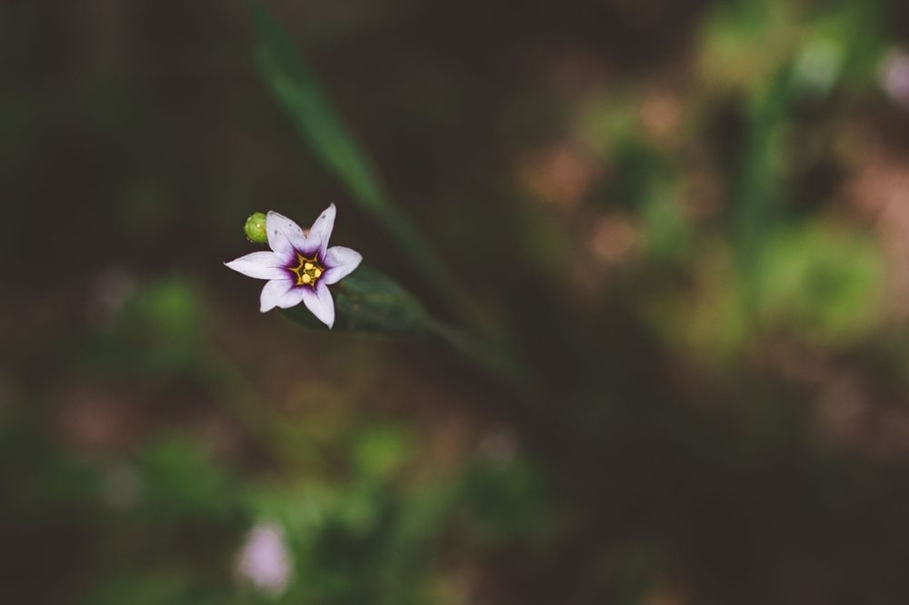 Solitary white star-shaped flower with dark center blooms against blurred background.
