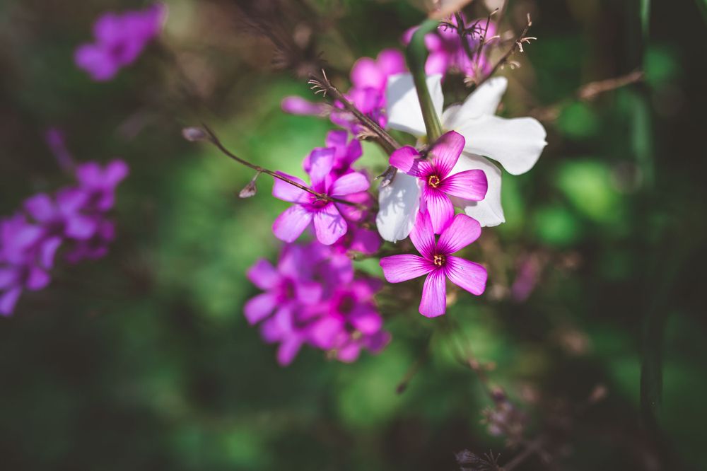 Cluster of pink and white flowers with delicate petals against green garden background.