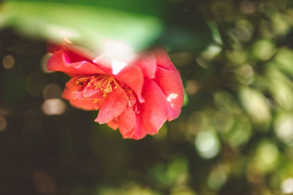 Coral-colored flower in soft focus with bokeh effect in background.