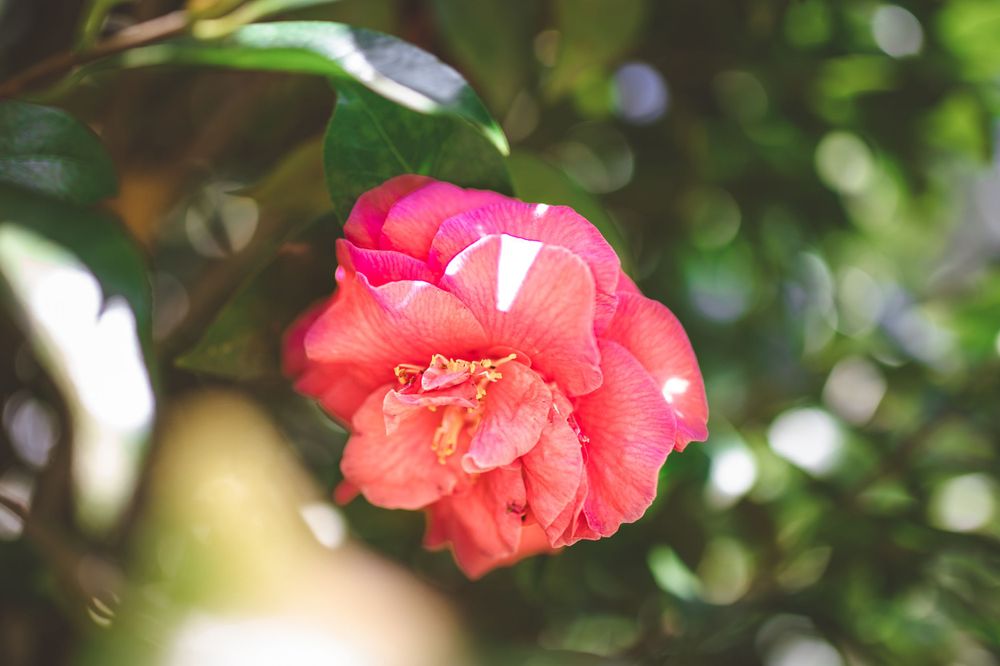Salmon pink camellia flower in bloom against blurred green garden foliage.