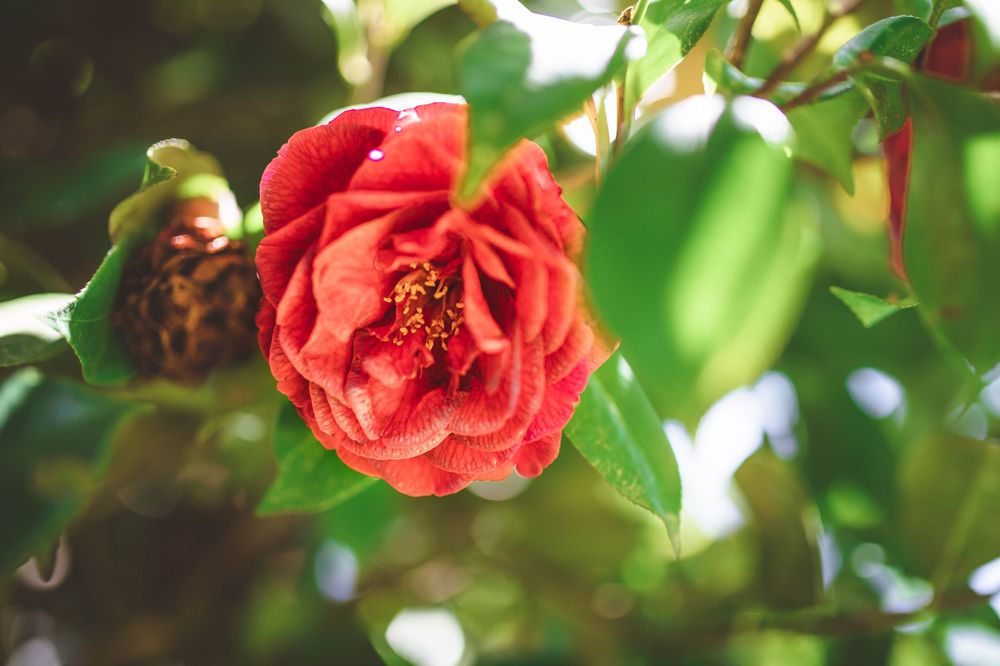 Bright red rose with visible stamens photographed in natural garden setting.