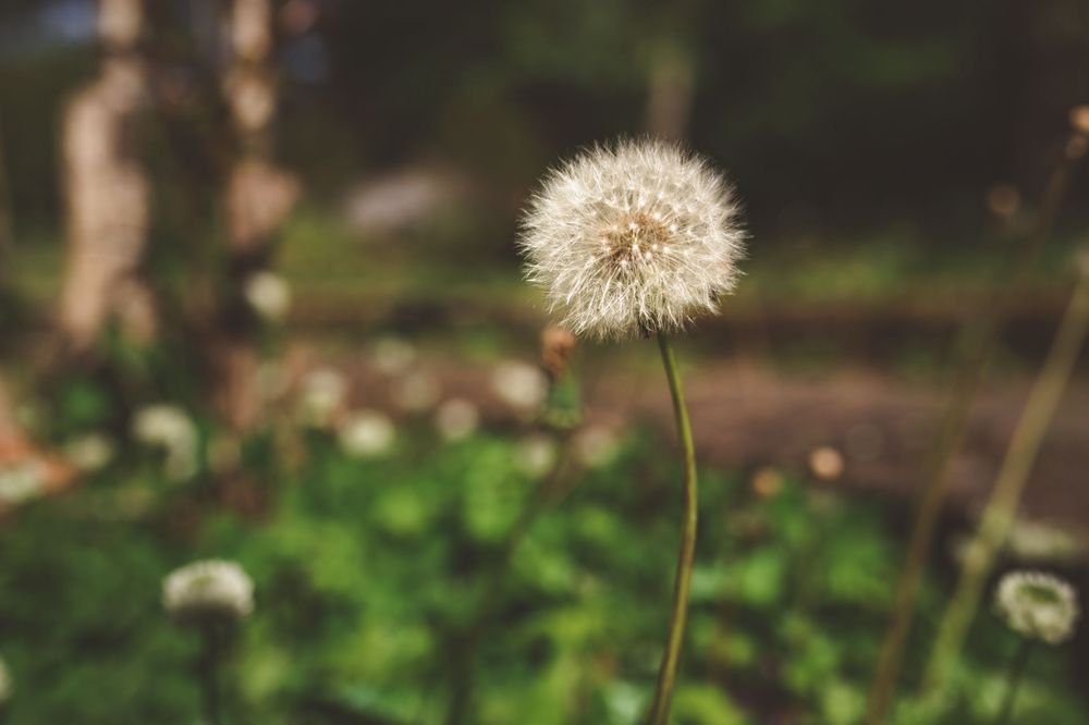 Single dandelion seedhead stands tall against green garden background.