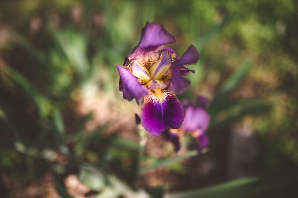 Purple iris flower with yellow center details captured in macro photography.