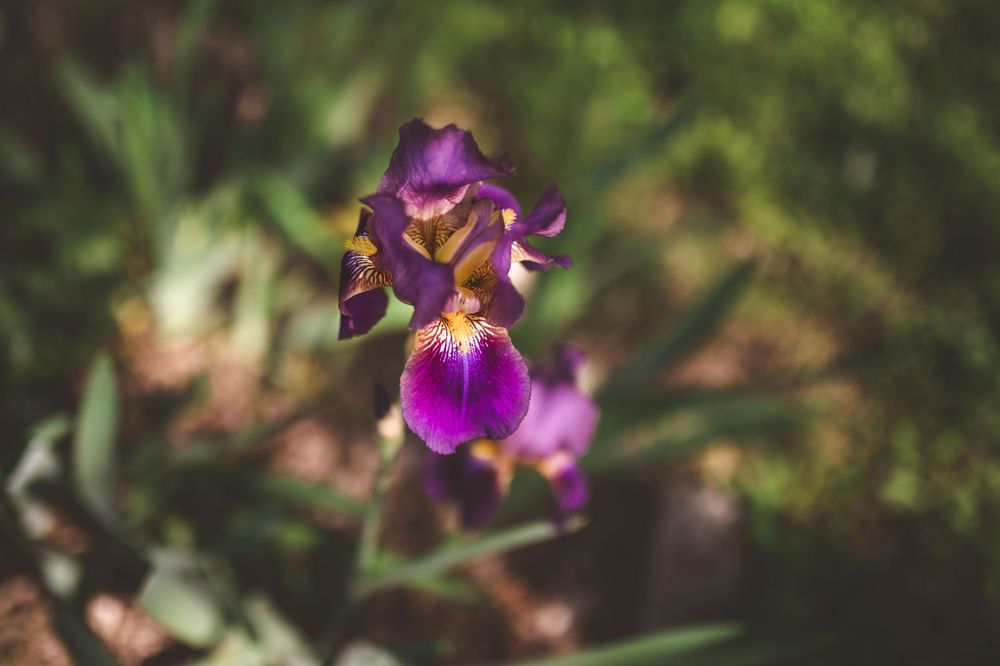 Close-up of a vibrant purple iris flower with yellow center against blurred green background.