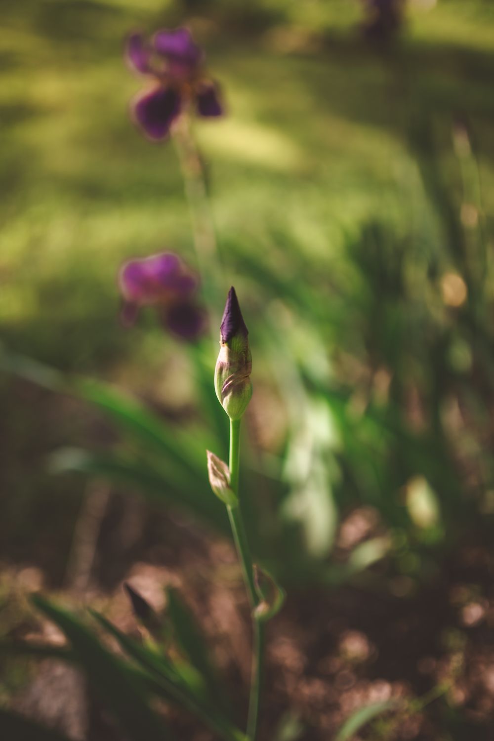 Purple iris flower bud emerging with bokeh garden background.