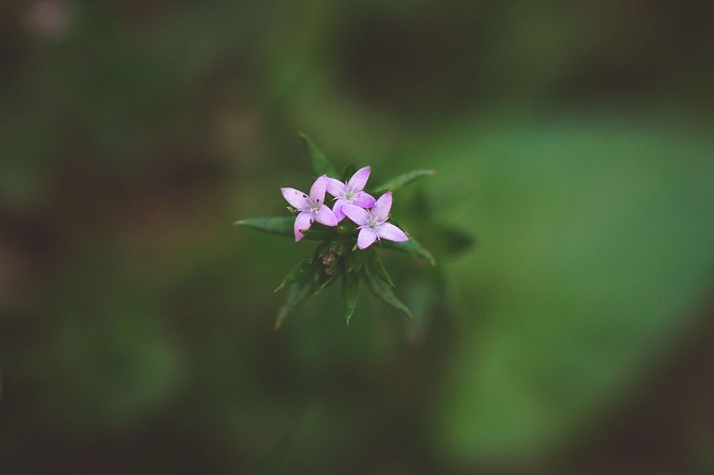 Delicate pink wildflower bloom photographed with shallow depth of field.