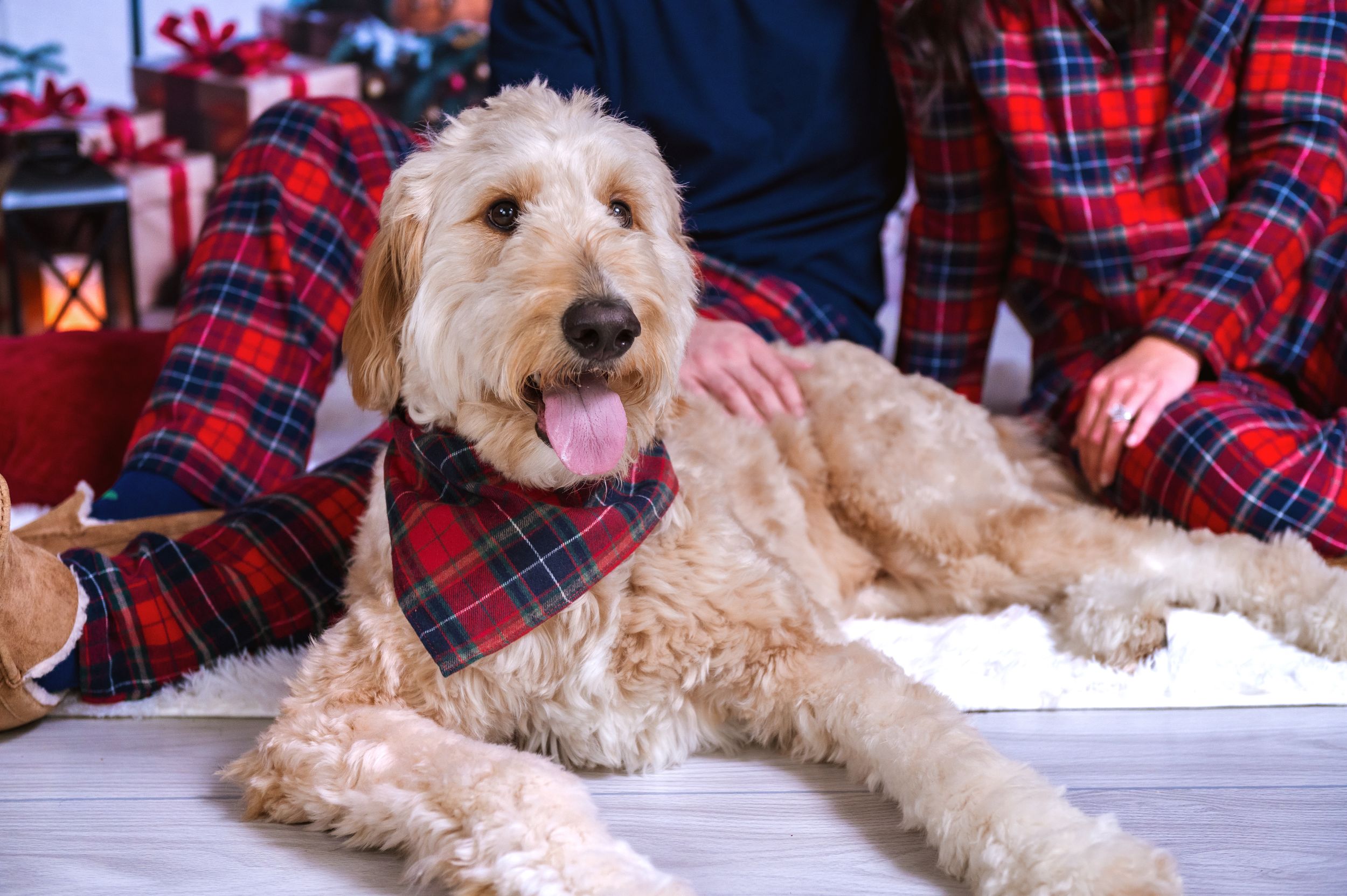 Fluffy goldendoodle dog in festive holiday photo setup with red plaid decor.