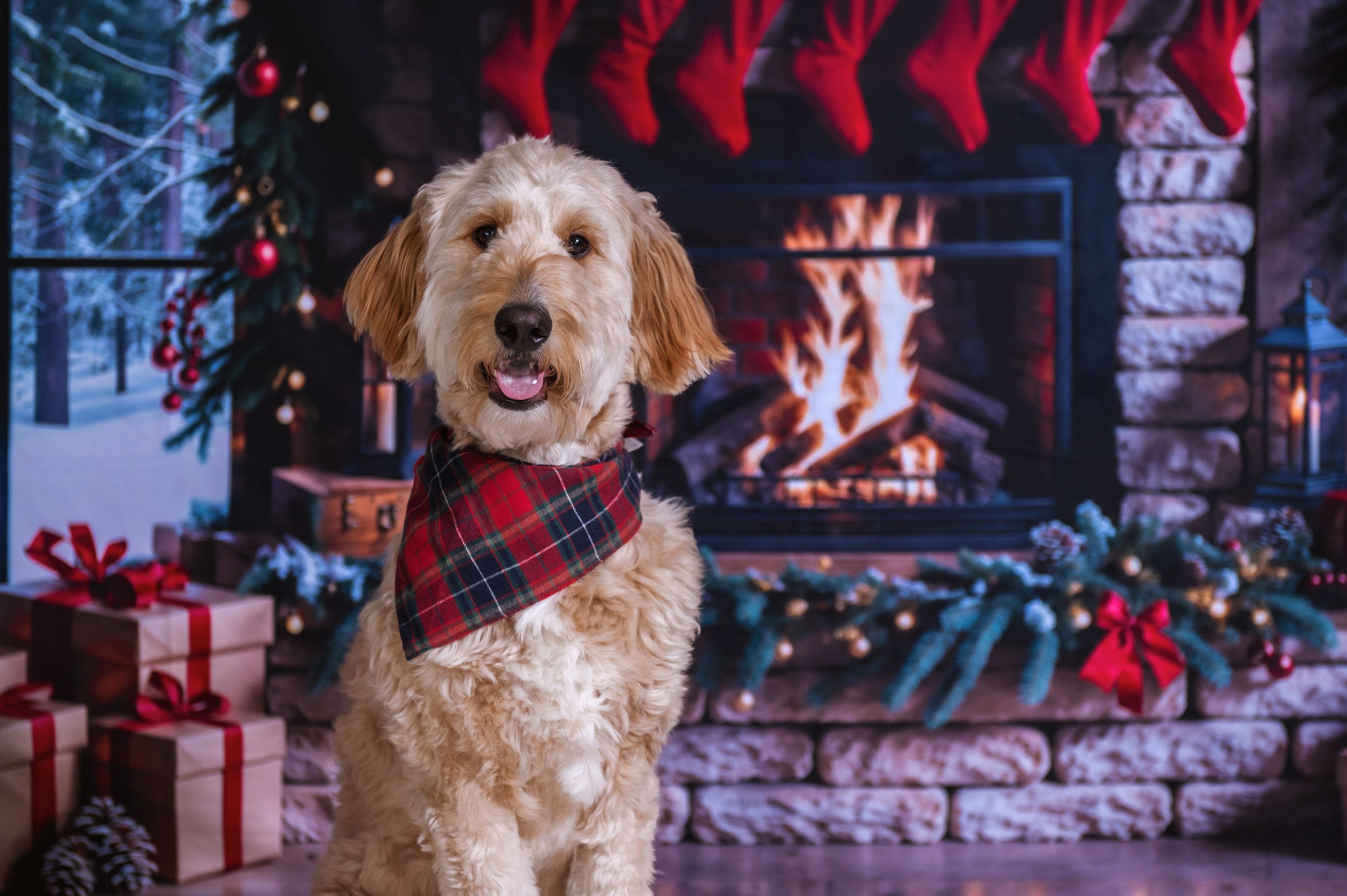 Happy goldendoodle dog posing in front of Christmas decorated brick wall.