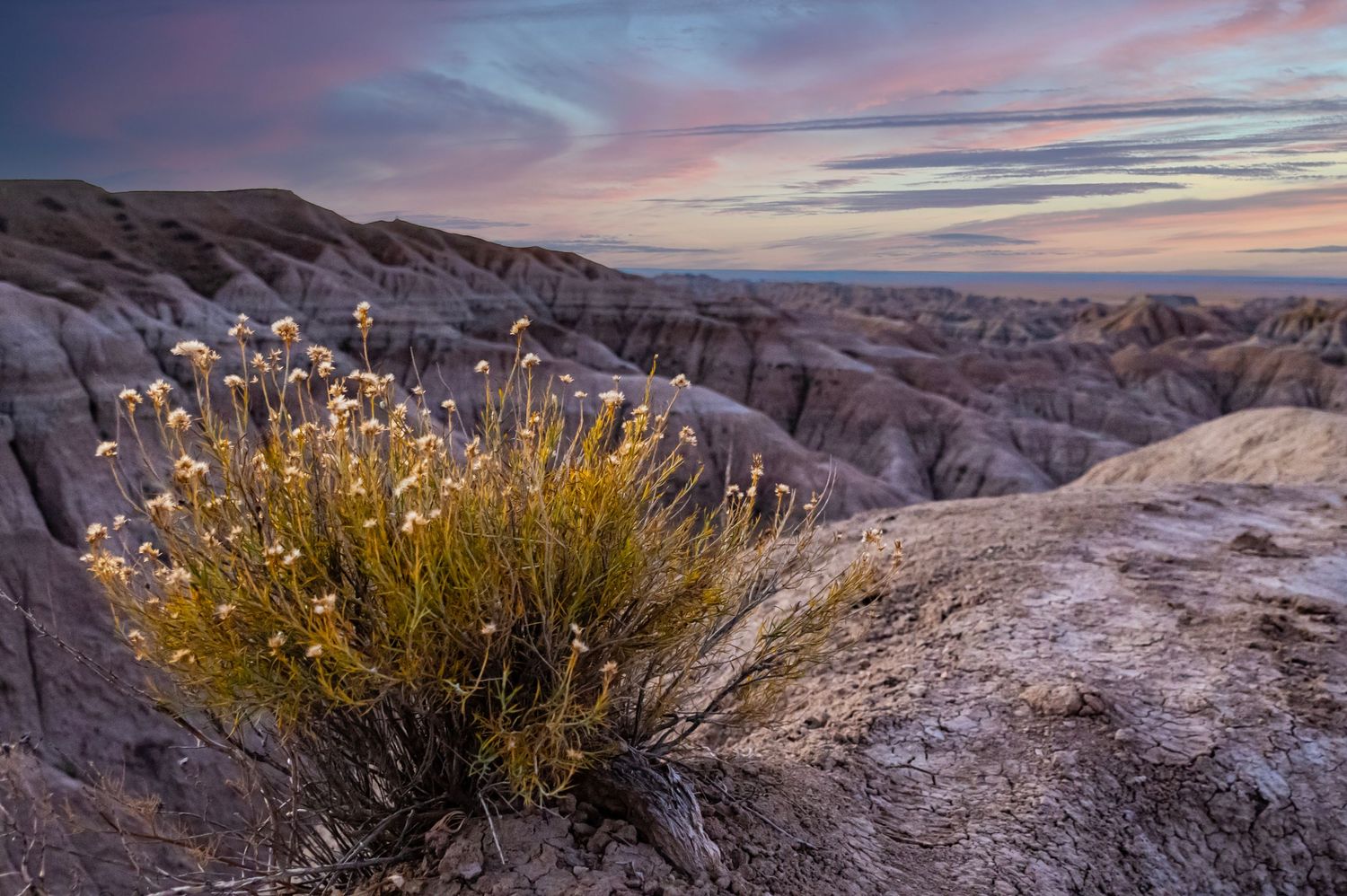 Golden desert plant catching sunset light against backdrop of eroded badland hills.