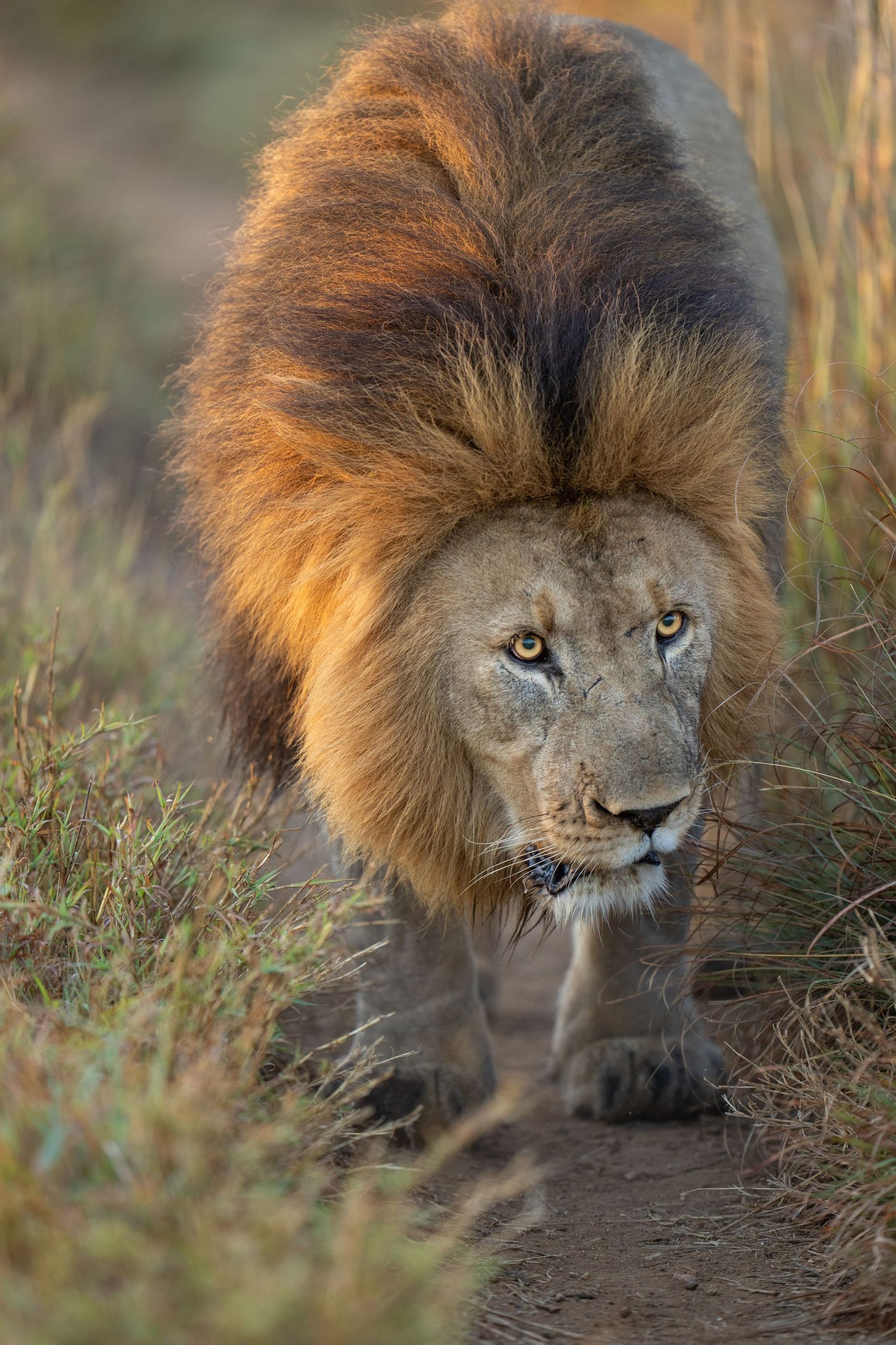 Close-up of a male lion's face partially hidden in tall grass.