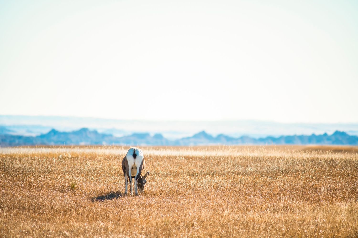 Bighorn sheep grazing in golden prairie grass with distant mountains in the background.