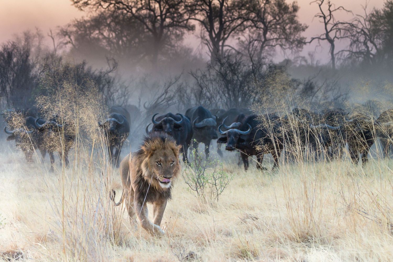 Pride of lions prowling through misty African grasslands at dawn with buffalo in the background.