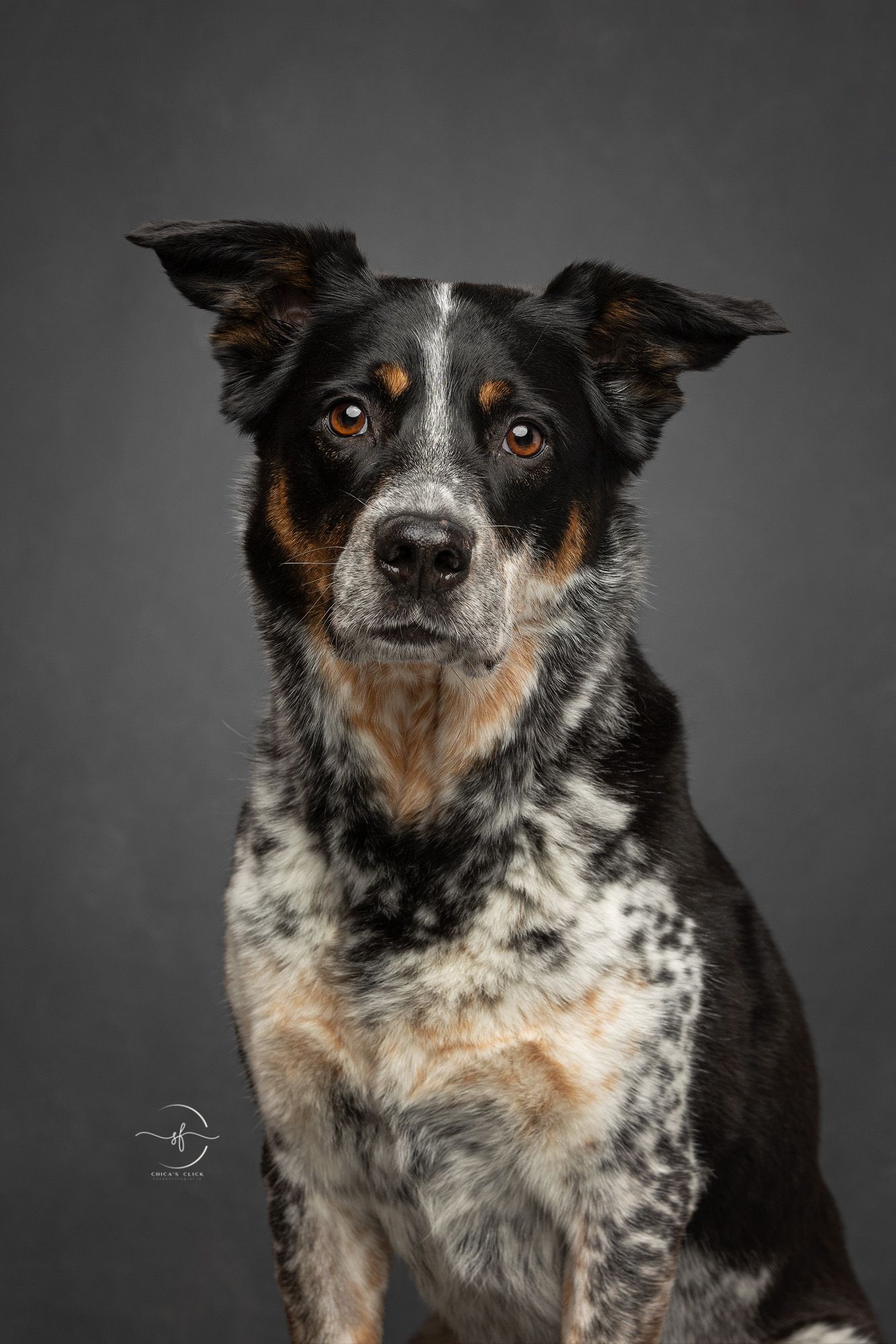 A close-up portrait of an Australian Cattle Dog with striking tri-colored fur against a dark background.
