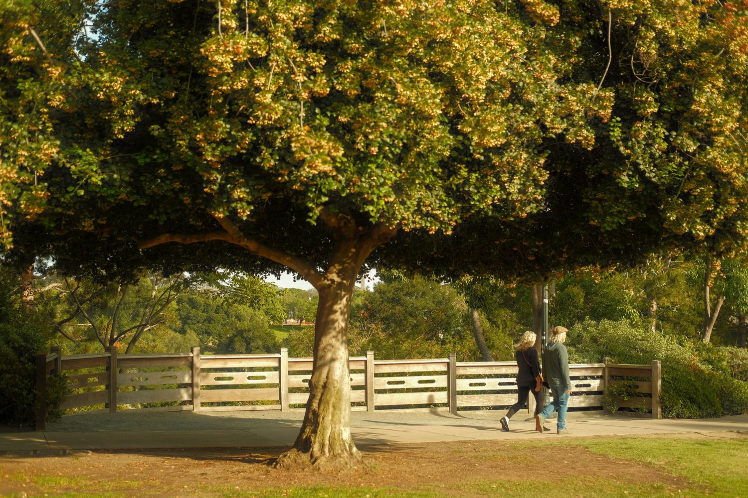 a couple walking in a San Diego park just under a large tree