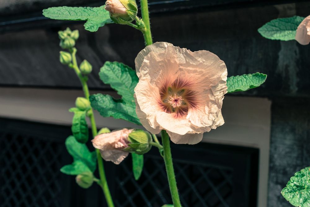Pale pink hollyhock flower blooming against dark background.