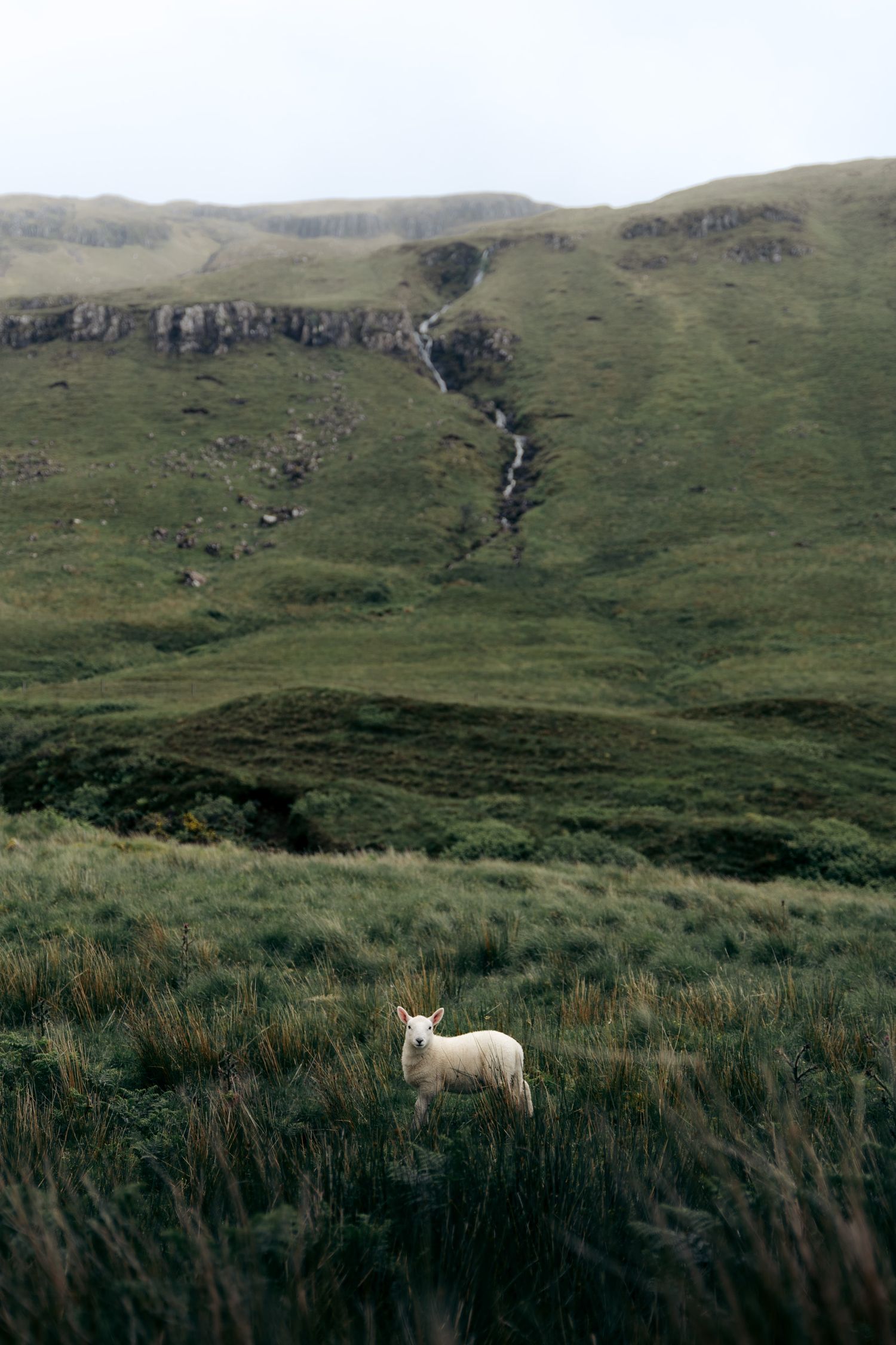 mouton d'ecosse sur l'île de skye