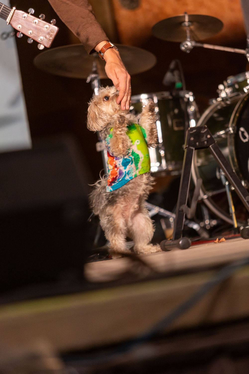 Small fluffy dog jumping and playing with toys on a dark stage with musical equipment in the background.