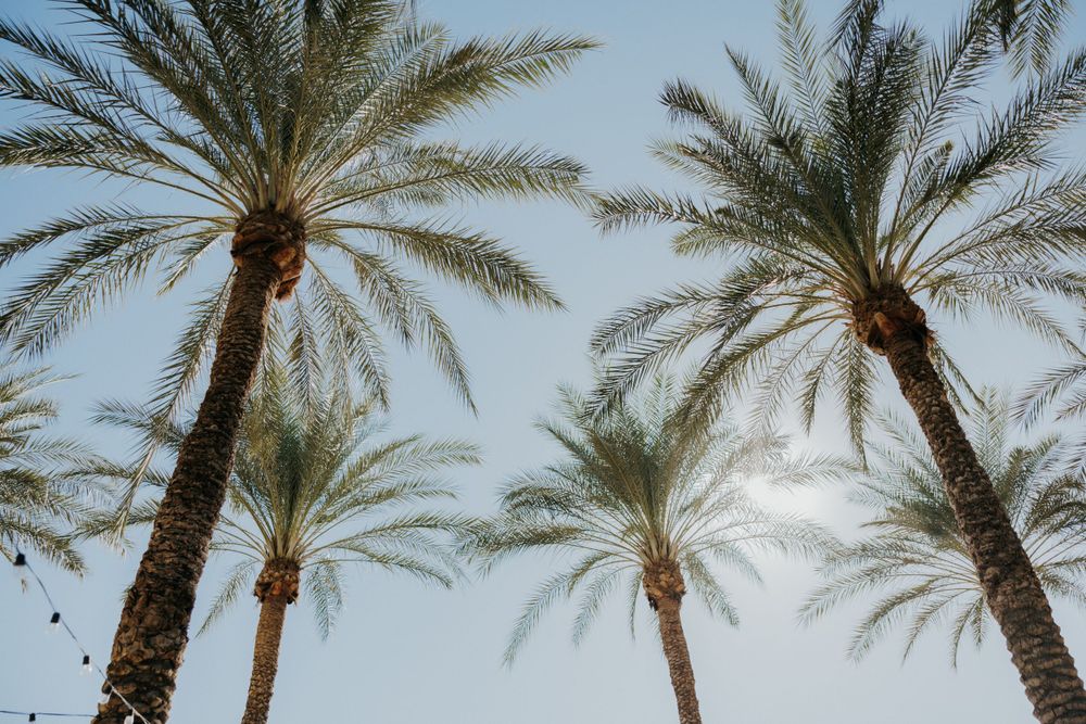 Tall palm trees reach skyward against a bright blue sky in tropical setting.