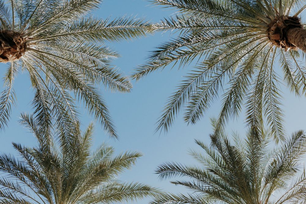 Looking up at tall palm trees against a bright blue sky.