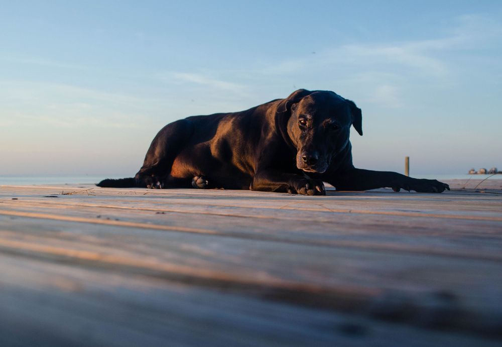 Black dog resting on deck in Frisco, North Carolina