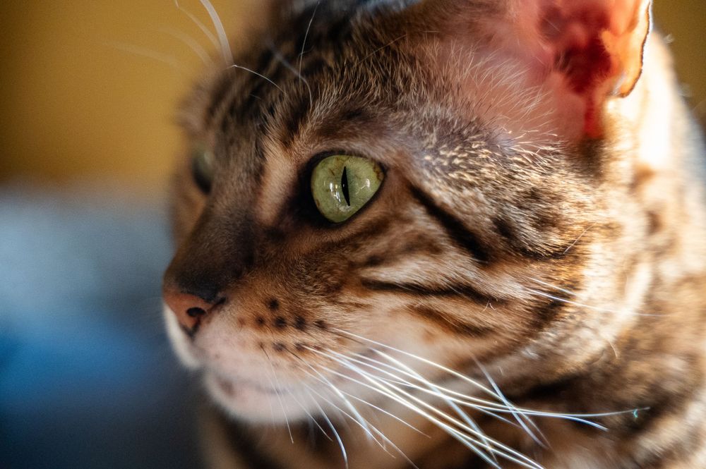 Close up of Cat face in Belton, South Carolina