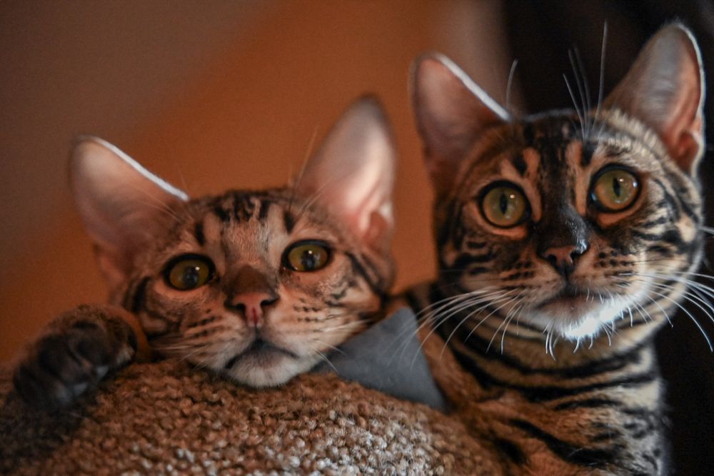 Close up of kittens taken from below in Belton, South Carolina