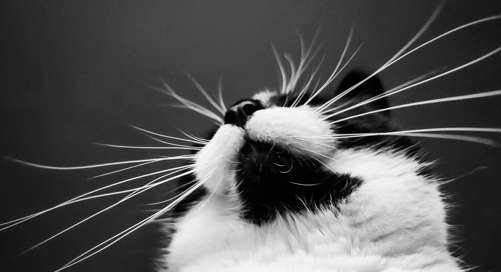 Close up of cat whiskers taken from below in black and white in Belton South, Carolina..