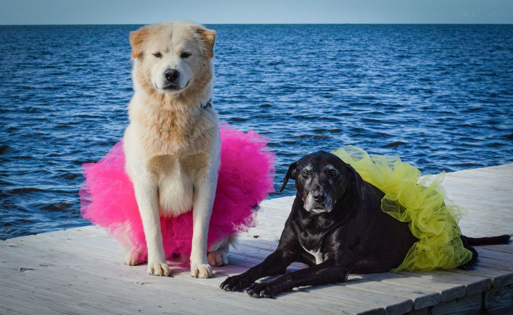 Black and White dogs in tutus on deck over the Pamlico Sound, Frisco, North Carolina.