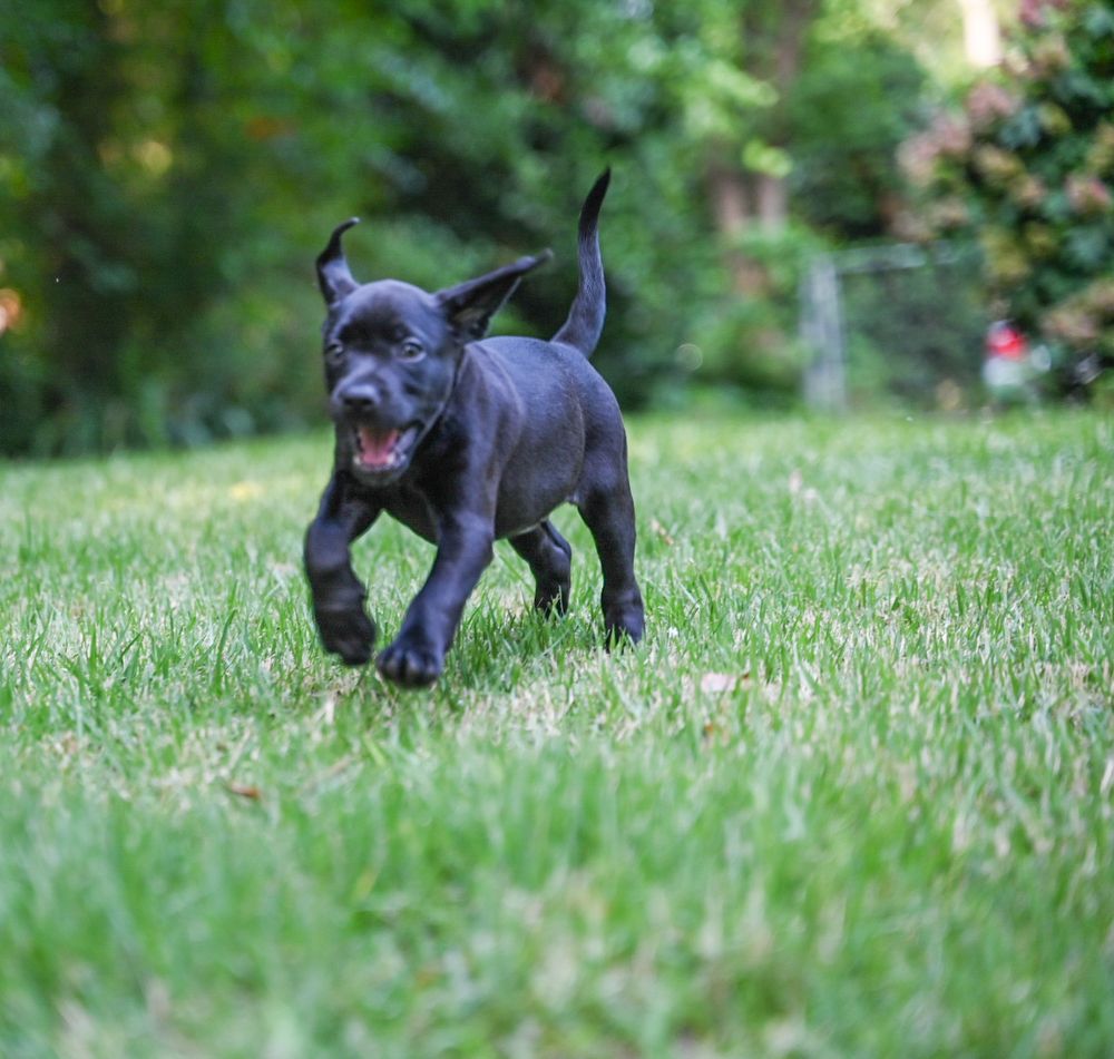 Black puppy in grass in Belton ,South Carolina.