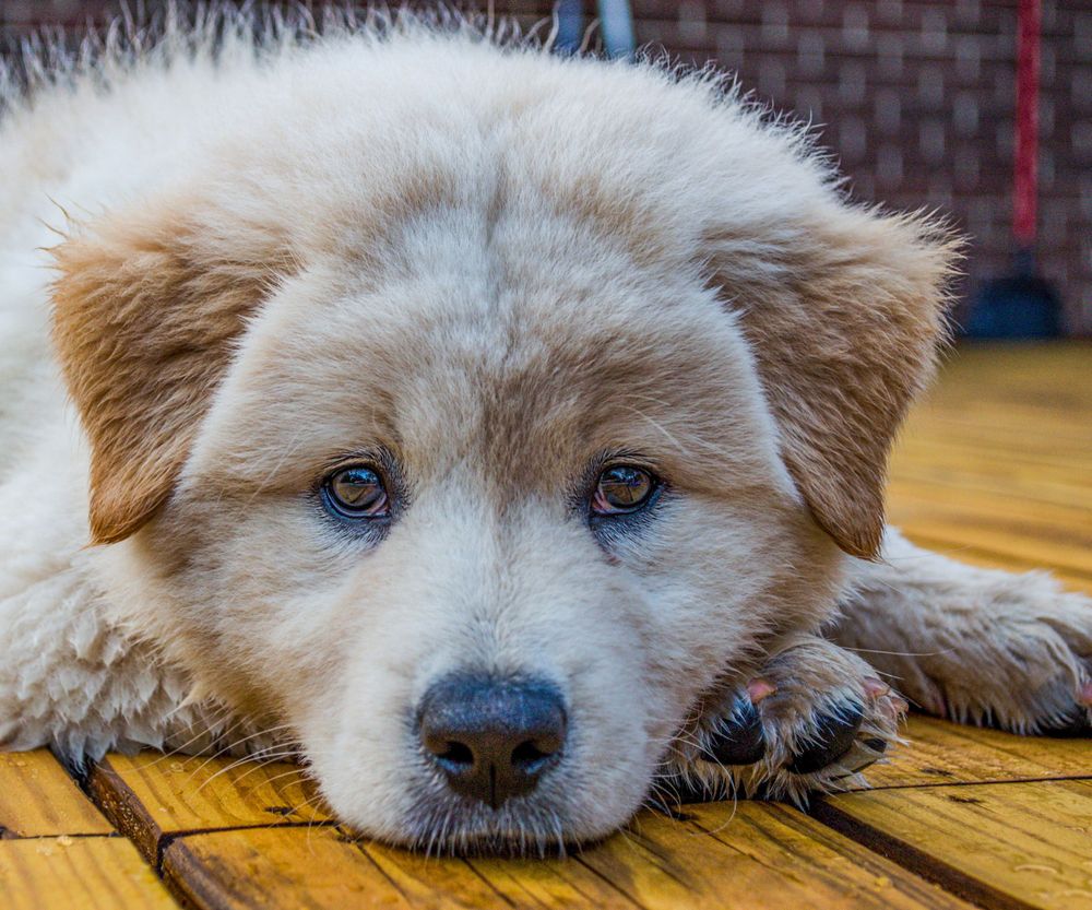 Close up of white puppy on deck in Belton, South Carolina