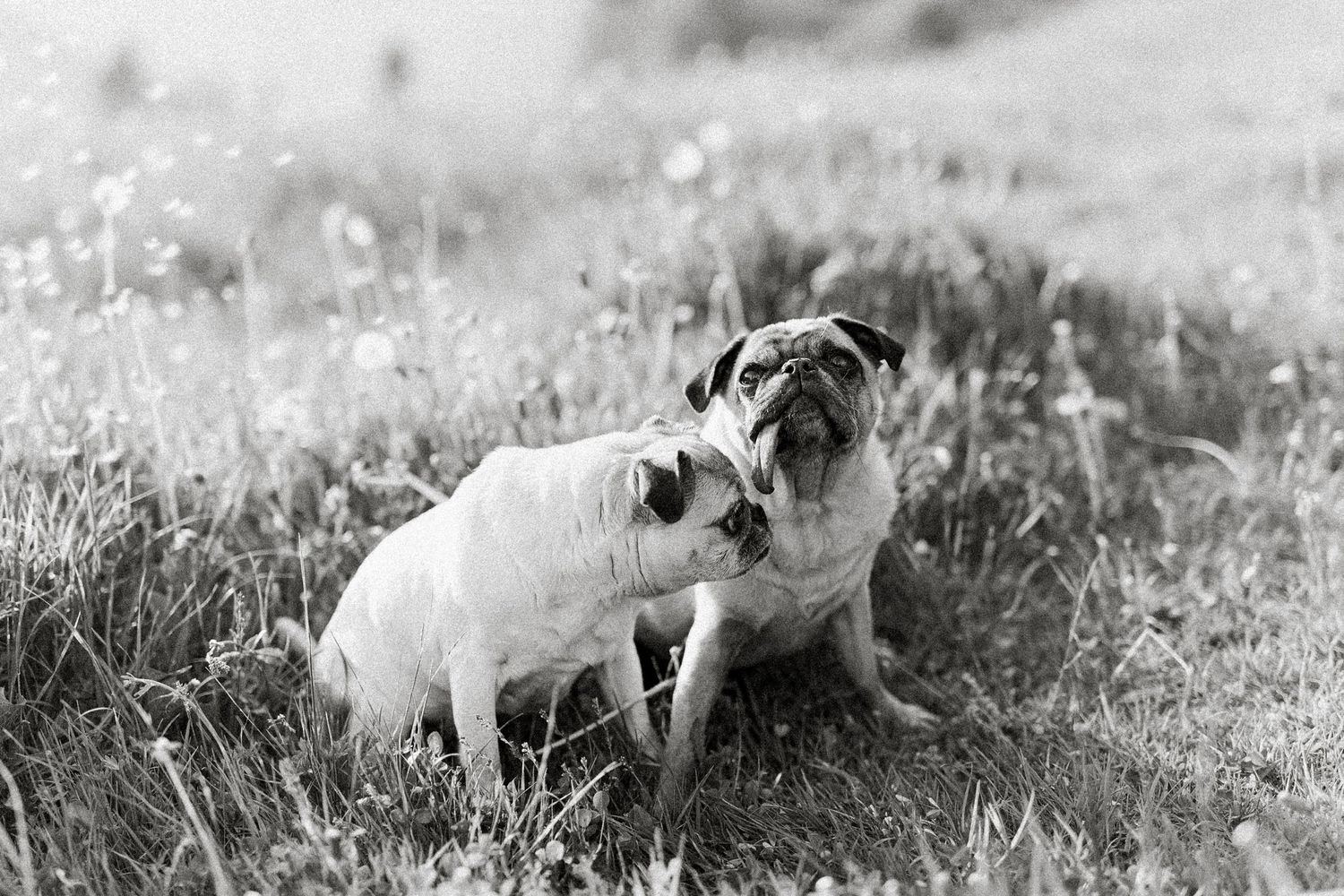 Claudia Margarethe | Fotografin im Salzburger Land | Fotografin für Familien | Fotografin für Hunde