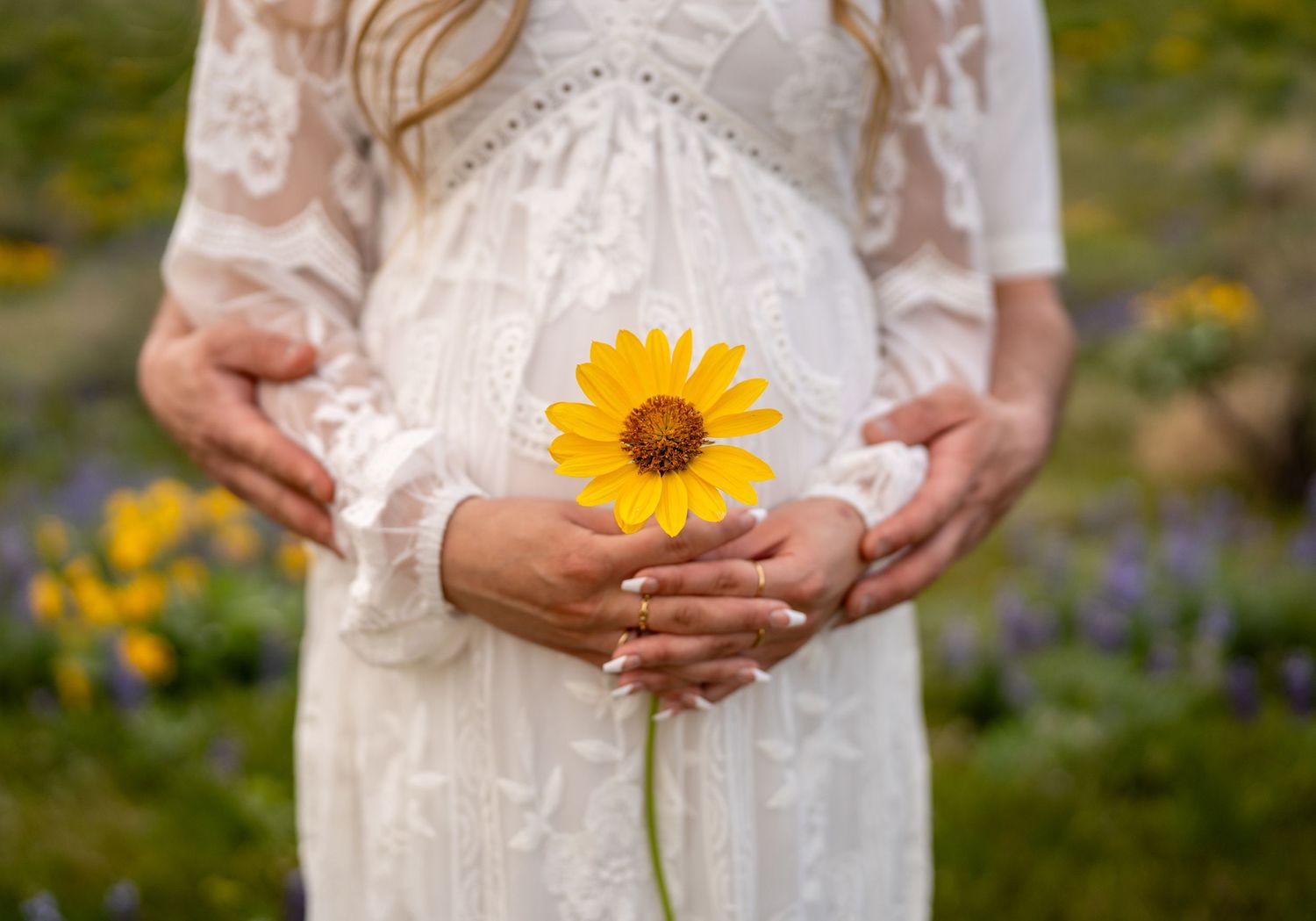 Hands hold a single sunflower against a white lace maternity dress in a meadow.