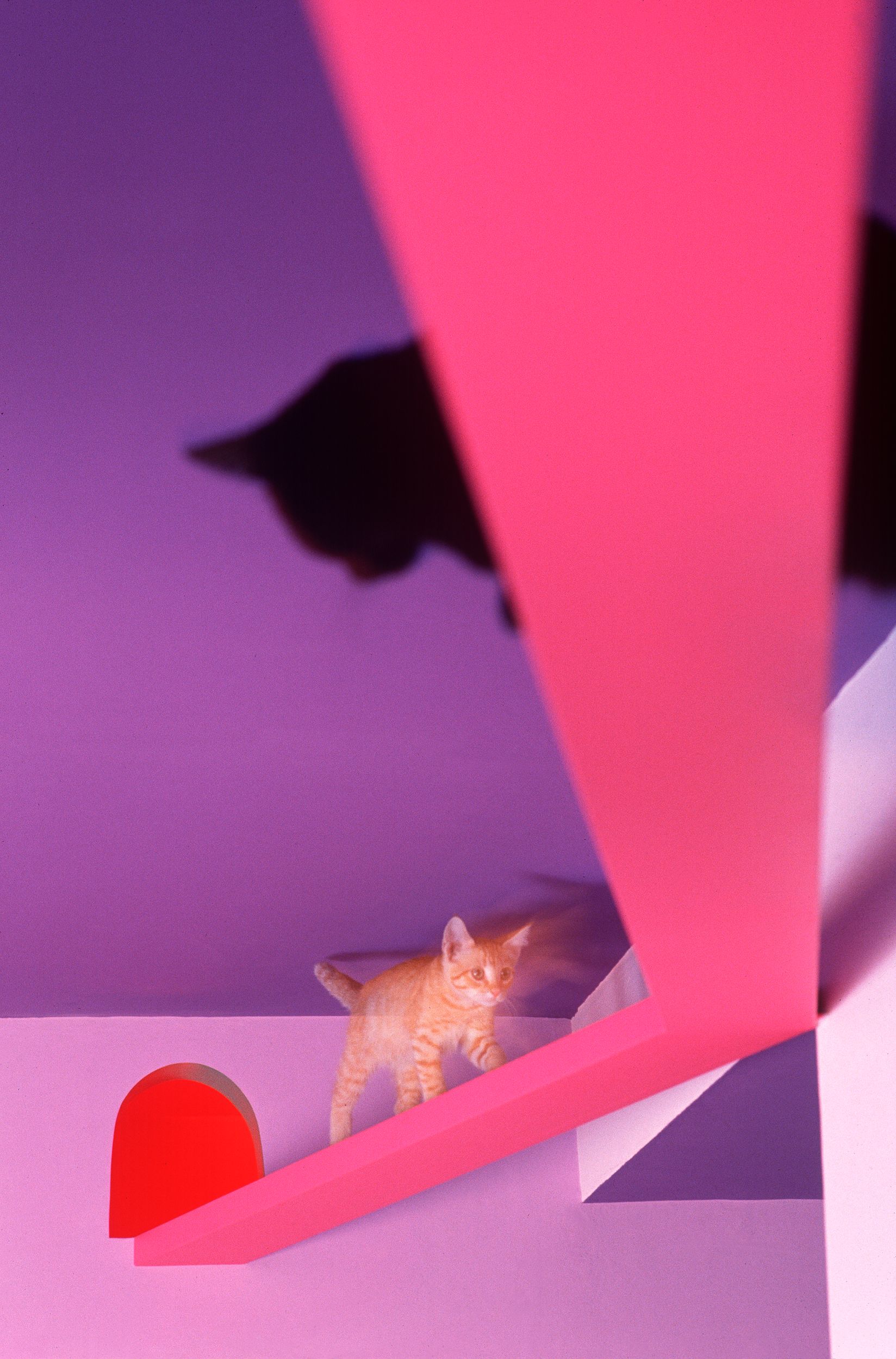A Lost Dog Finds Cat Paradise: Tails of Love and Mischief, author and photographer Bob Walker
