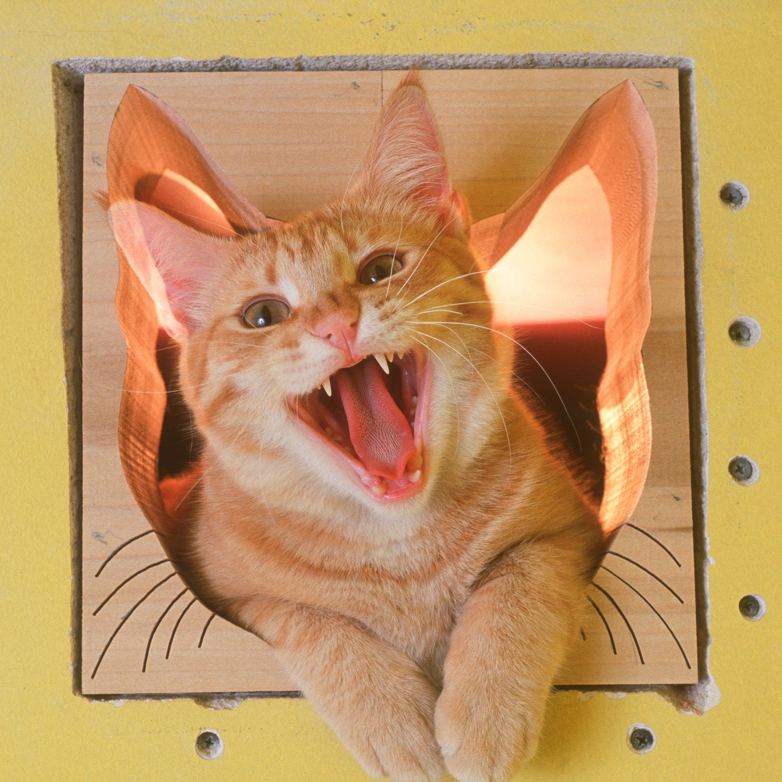 A Lost Dog Finds Cat Paradise: Tails of Love and Mischief, author and photographer Bob Walker